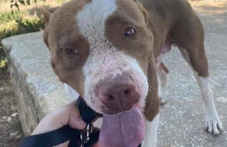 cani pitbull Pippo orfano 