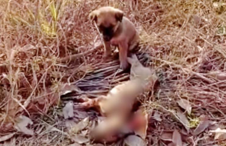 cucciolo cagnolino disperazione morte 