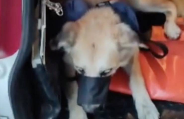 cane maltrattato stazione Ventimiglia