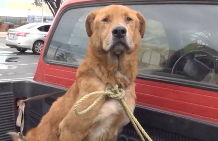 cane golden retriever legato