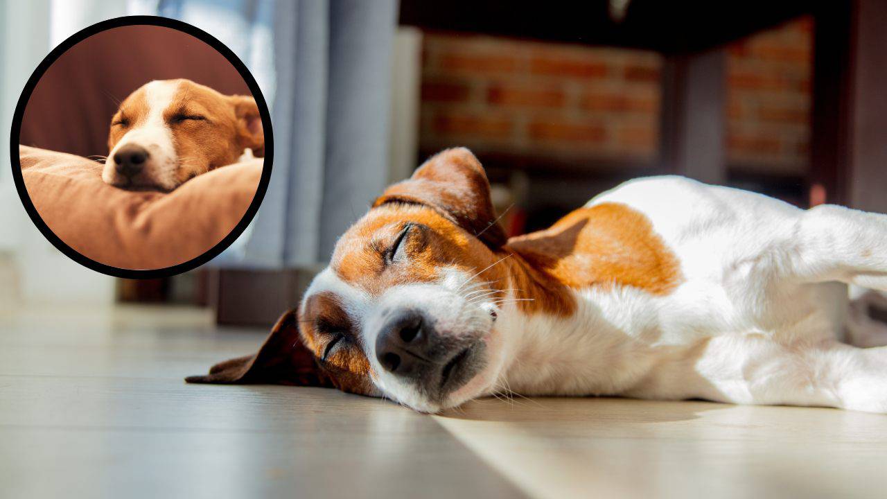 Il cane fa versi quando dorme i motivi dei vocalizzi nel sonno
