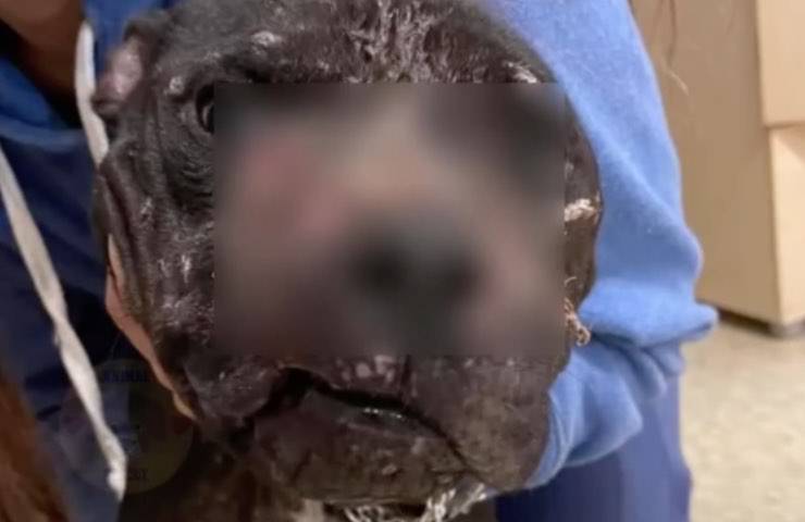 cane Staffordshire bull terrier 