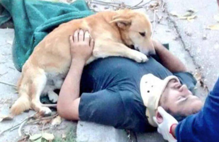 cane pronto soccorso giovane 