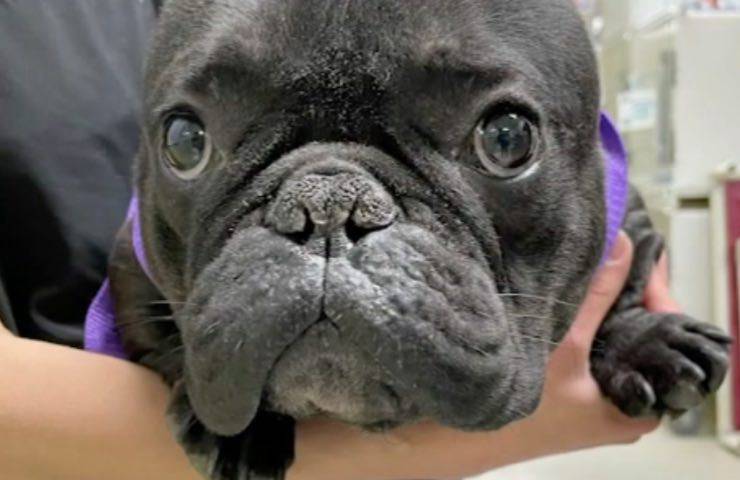 cane rinchiuso uomo appartamento 