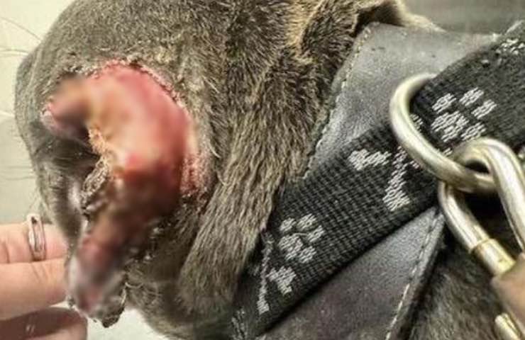 cane giustizia North Charleston