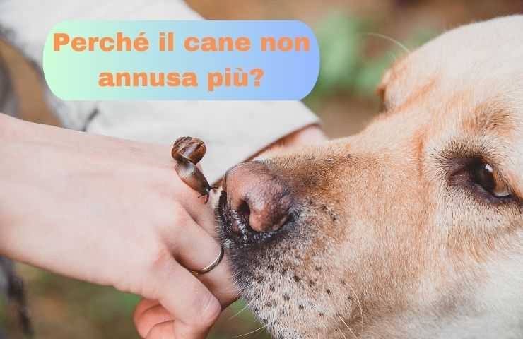 Il cane ha difficoltà ad annusare