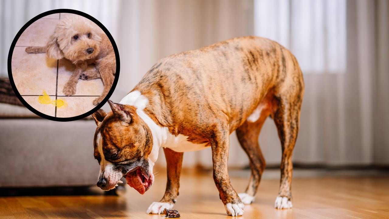 Perché il cane vomita di notte cause, fattori di rischio e consigli