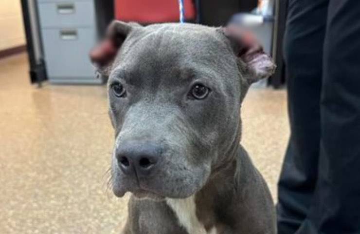 cane cucciolo pitbull mutilato 