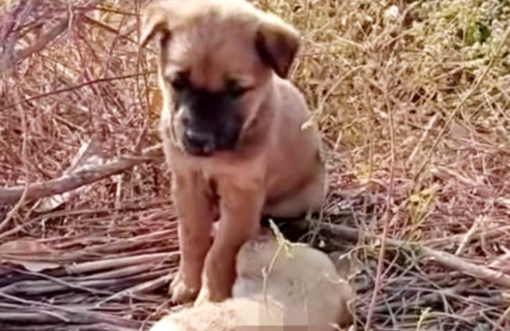 cucciolo cane abbandonato veglia 