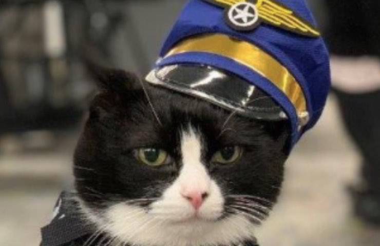 gatto San Francisco aeroporto