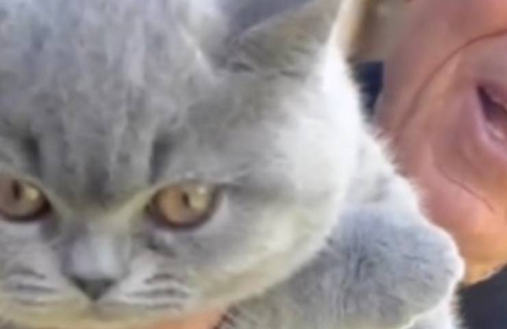 Morandi micio disperso ricerca 