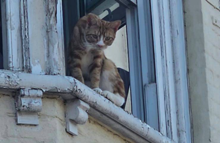 sox micio avventuriero viaggi 