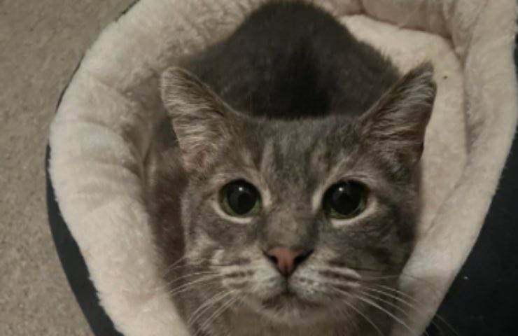 gatto muscoloso inusuale conformazione 