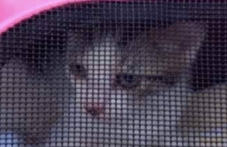 gattino scomparso malore padroncino 