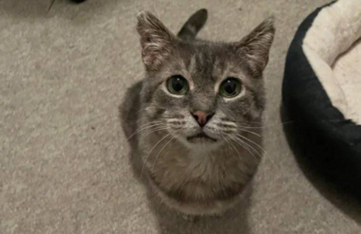 gatto micio forma smagliante 