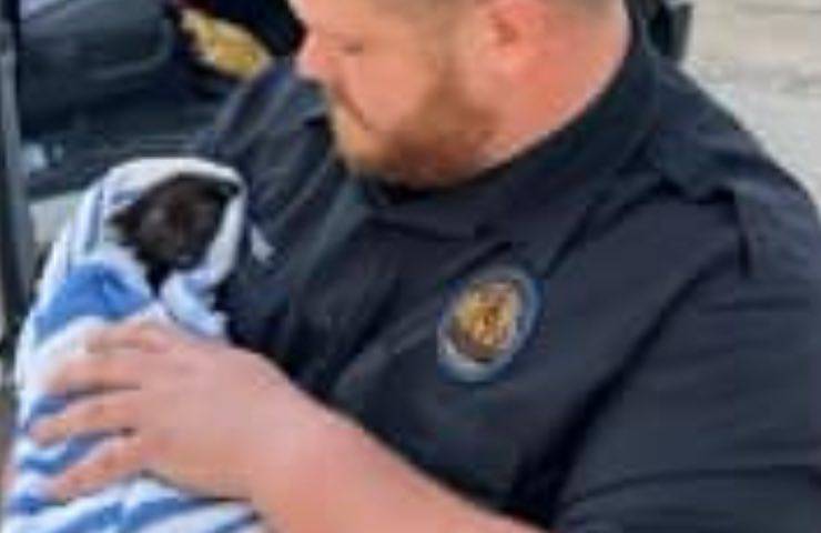 gatto sicuro attesa adozione 