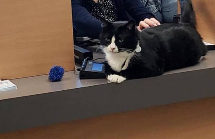 gatto scrivania carezze assistenti