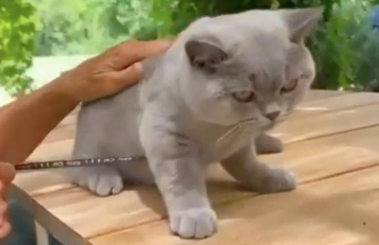 morandi ritorno casa salvo 