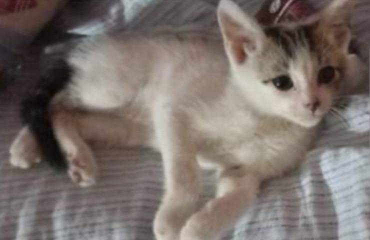 gattino disperso trasportino rosa 