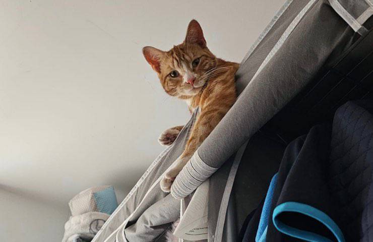 sox tempo libero Wallington 