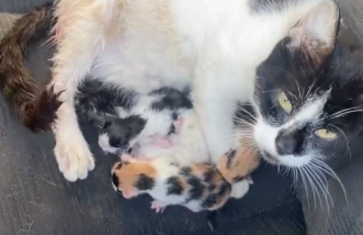 gatta randagia donna reagisce 