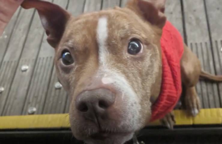 cane inizio nuova vita 