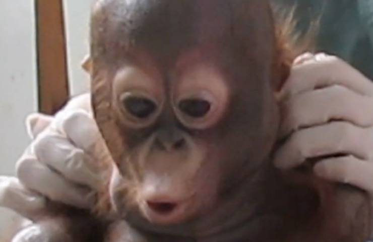 orango sorpresa recupero malnutrito 