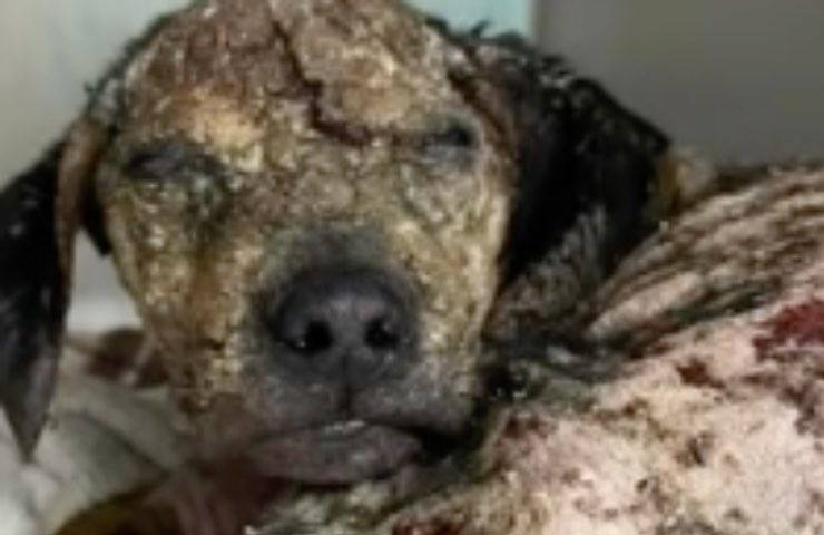 cucciolo cane Griffin recuperato 