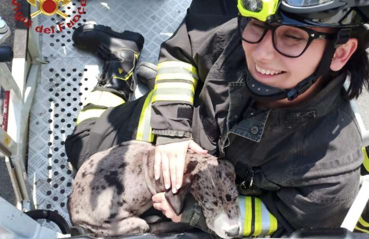 perro dálmata bomberos 