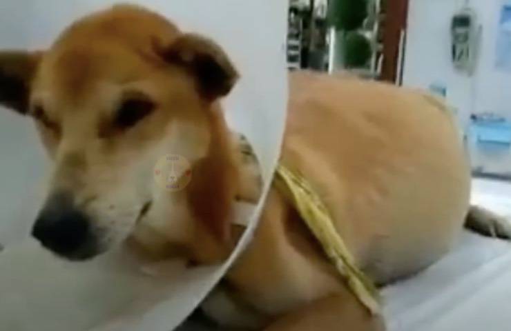 perro después de la hospitalización veterinaria 