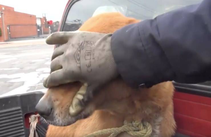 cane salvataggio asciuga occhi 