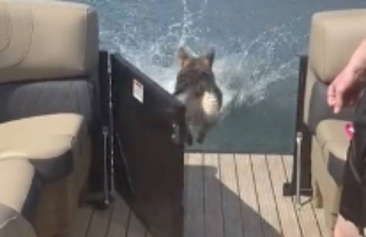 cane tuffo barca villeggiatura 