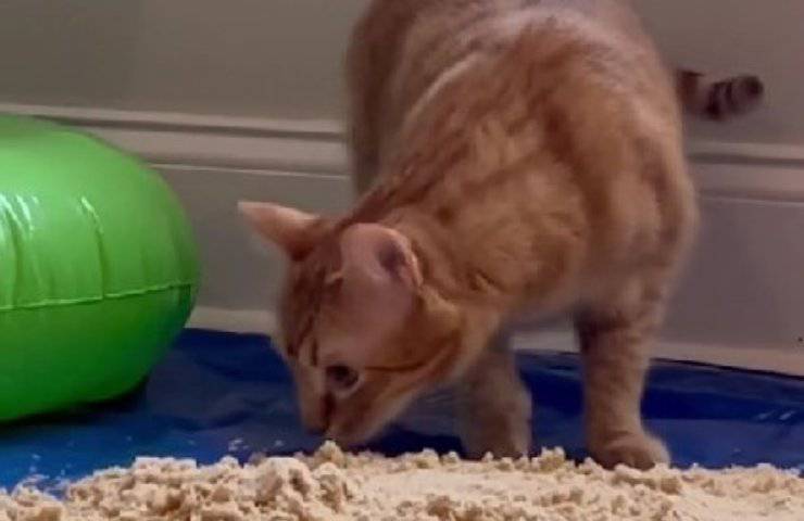 gatto in spiaggia finta