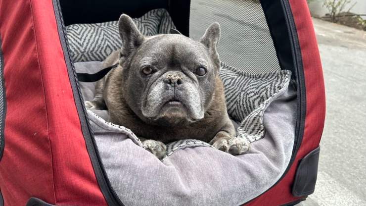 patrick dempsey bulldog francese