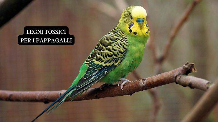 Pappagallo 