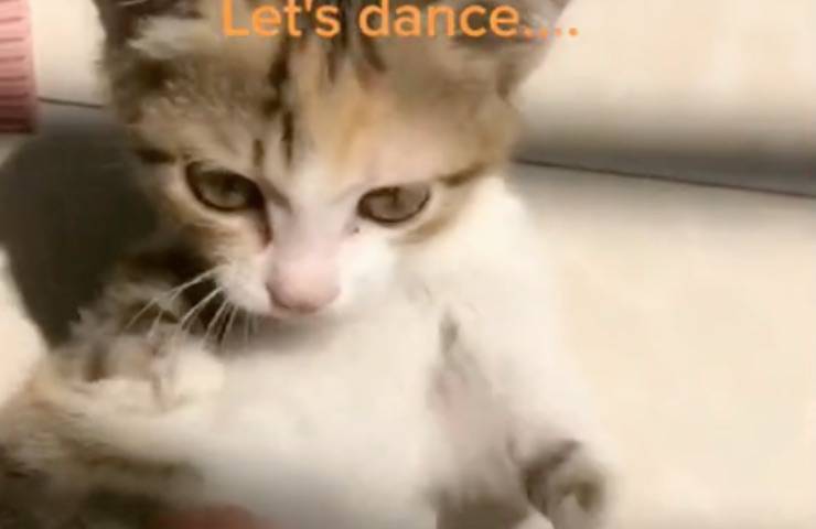 gattino danza insieme umana 