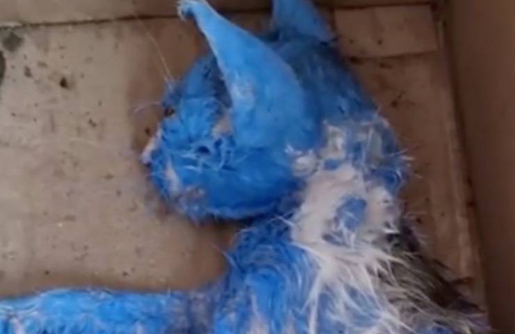 Gatito azul activista de Brasil 