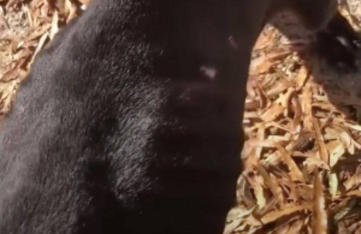 cane magrezza estrema maltrattato 