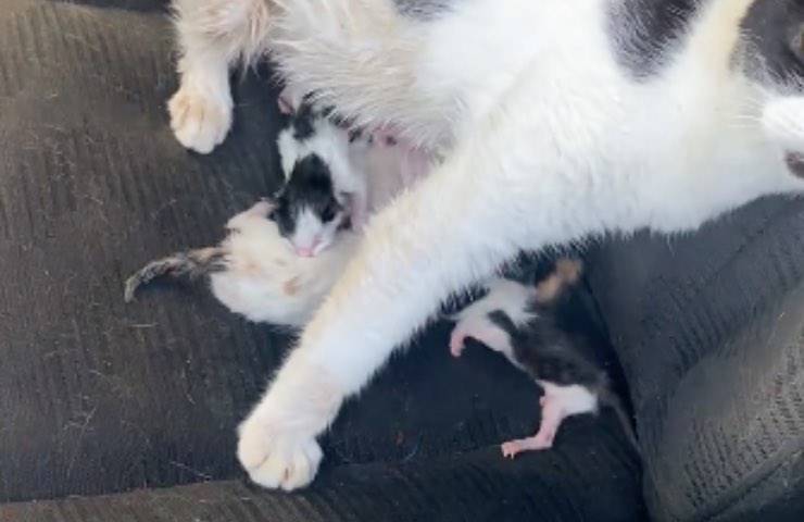 gatta parto diretta viaggio 