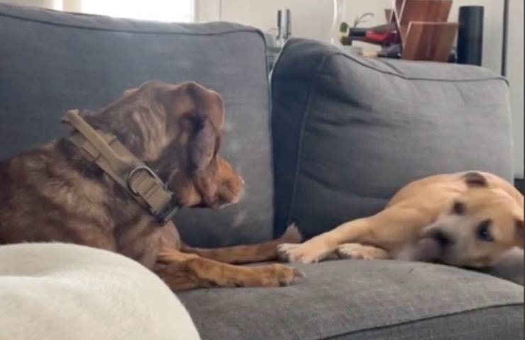 cane divano accanto amico 