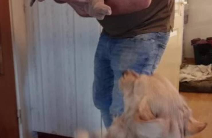 golden fido entusiasta salta 