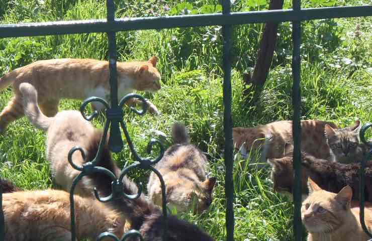 gattino ricerca felino appello 