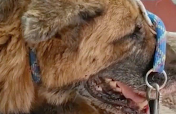 cagnolina soffrente recinto abbandonata 