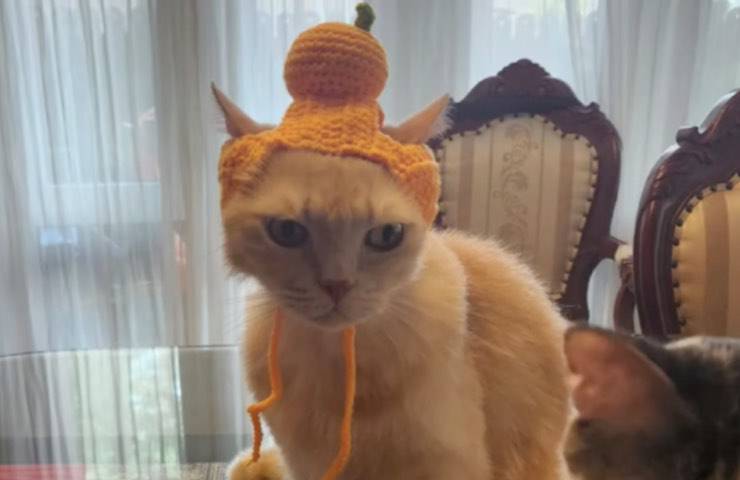 gatto alopecia soluzione cappello 