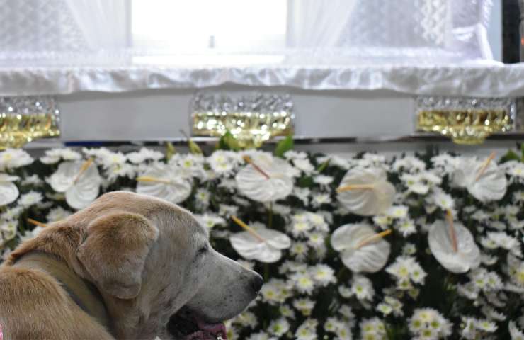 cane durante funerale