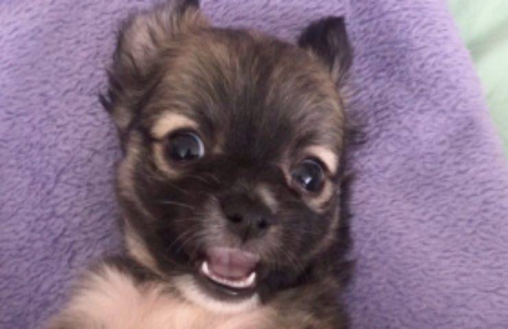 cane cucciolo diverso speciale 