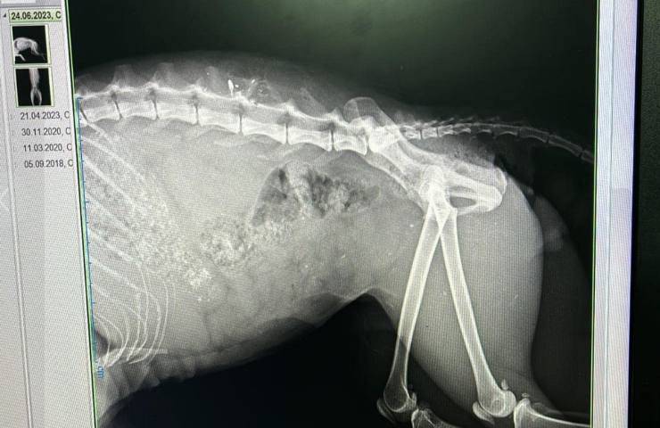 Spara al gatto con una pistola e fugge via