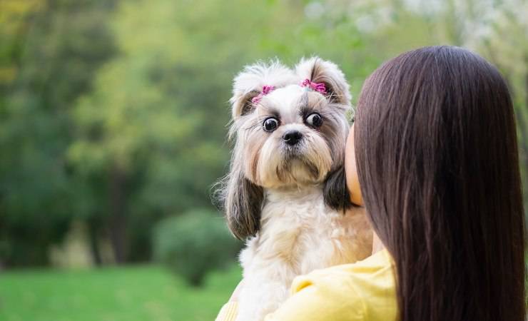 le paure nel cane