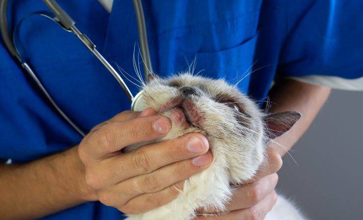 gatto dal veterinario