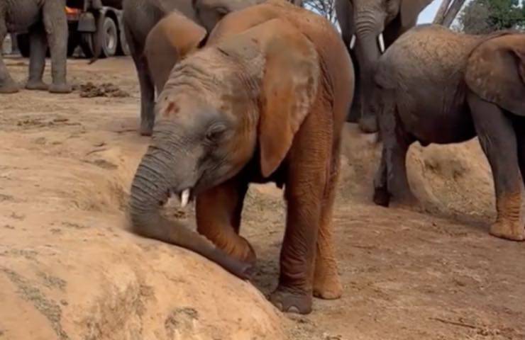 naleku piccolo elefante orfano 